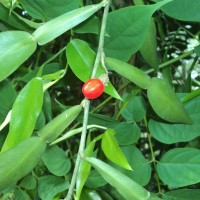 Pothos scandens L.